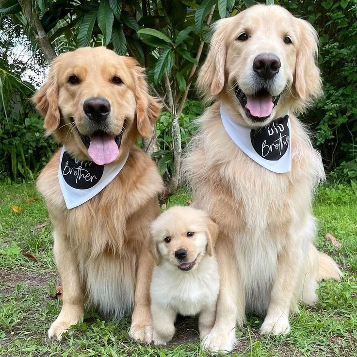Golden Retriever parent dogs Peace and Megane